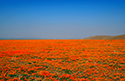 antelopevalley2
