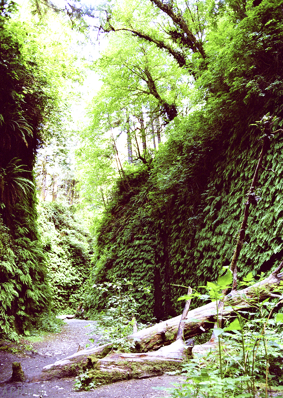 ferncanyon1