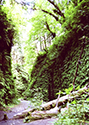 ferncanyon1
