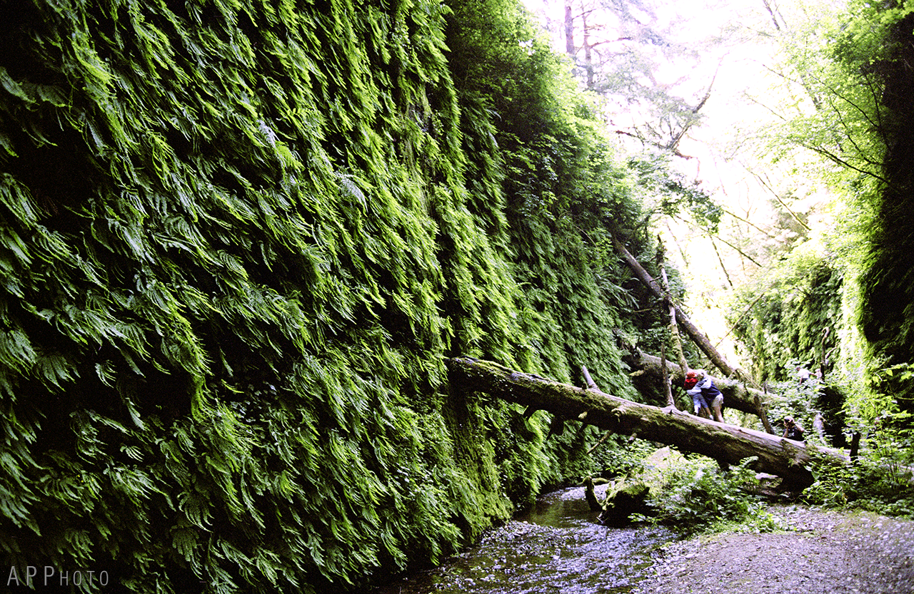 ferncanyon2