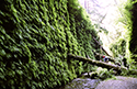 ferncanyon2
