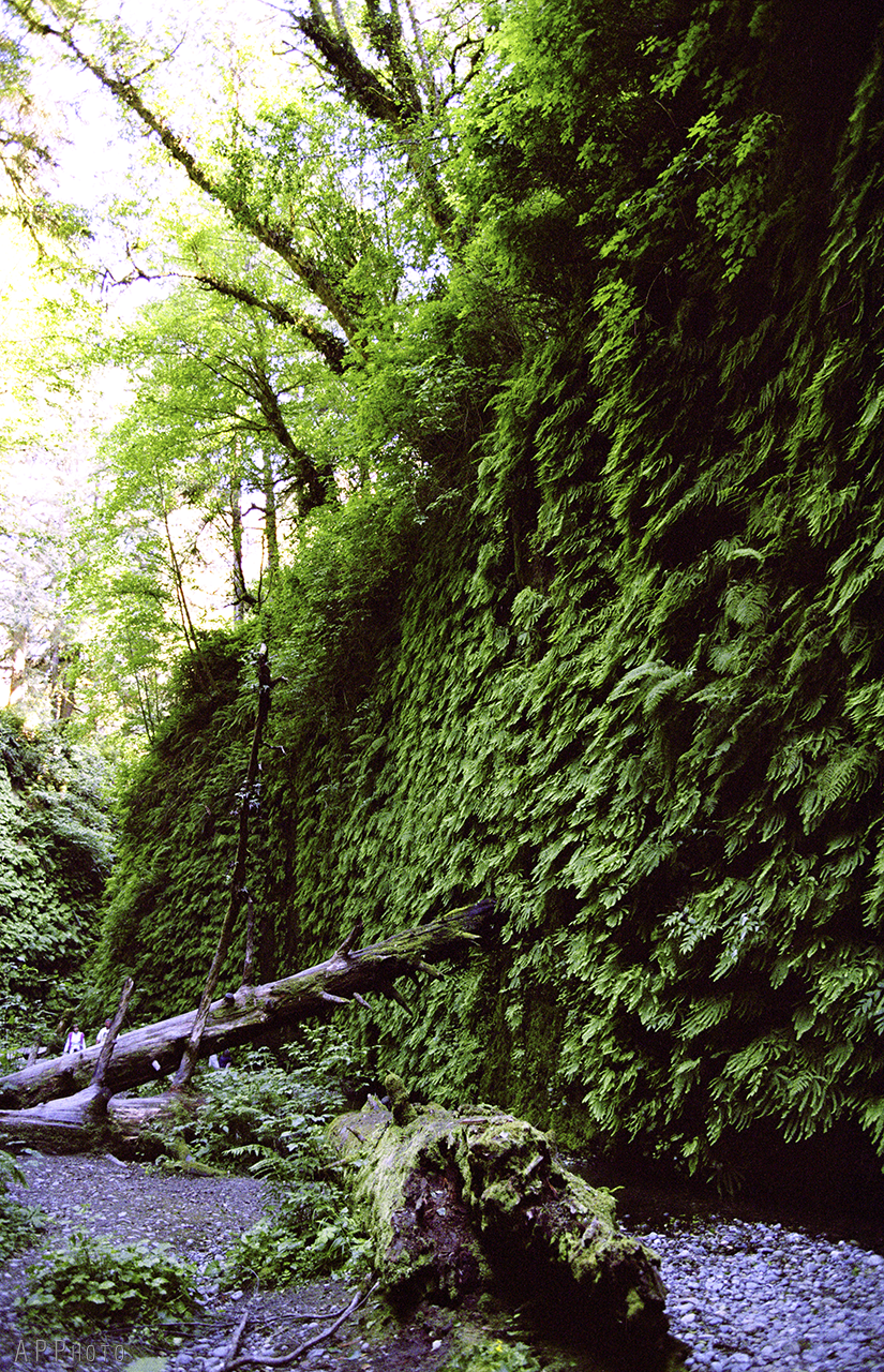 ferncanyon4