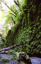 ferncanyon4