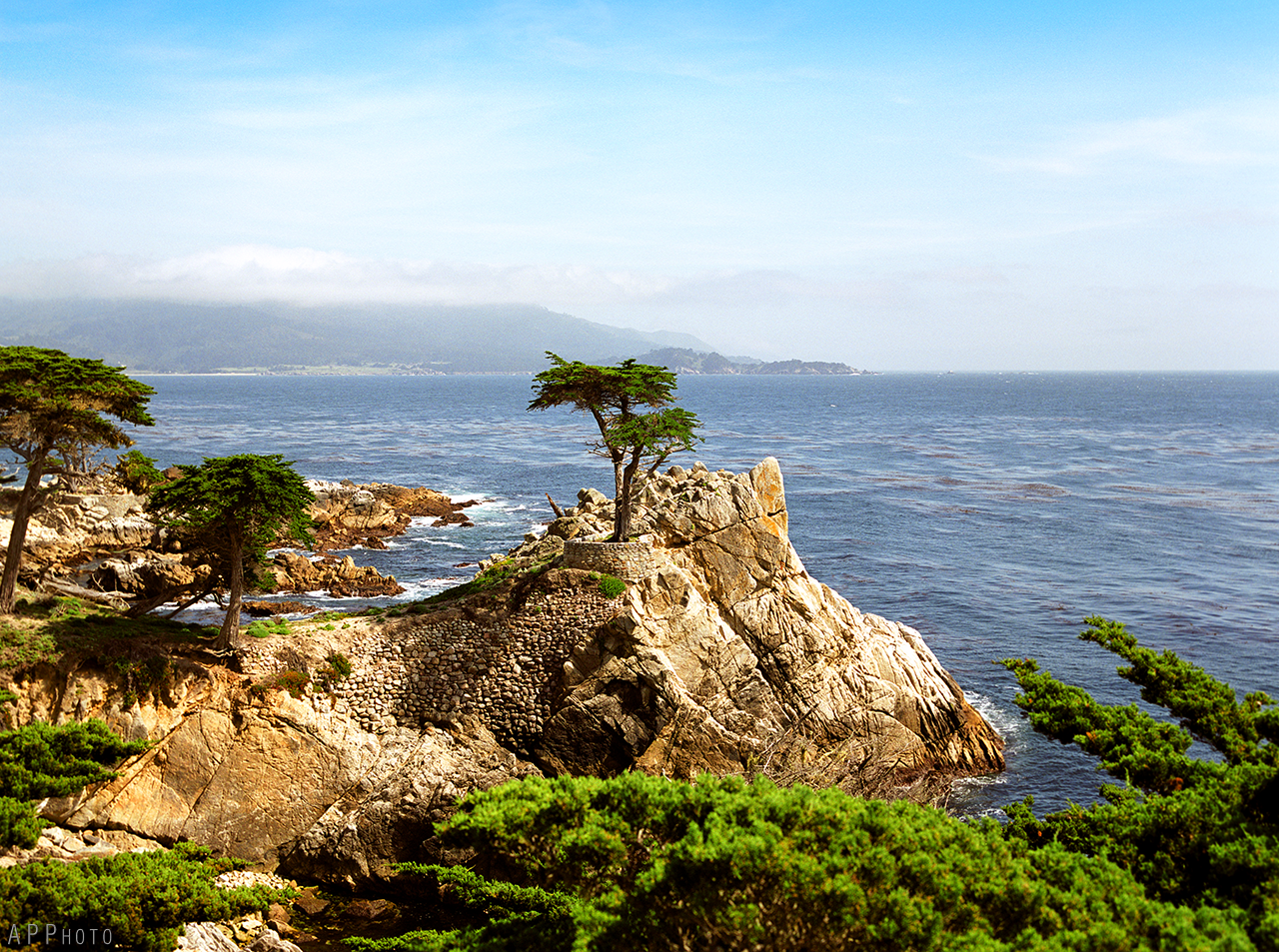 Monterey Cypress