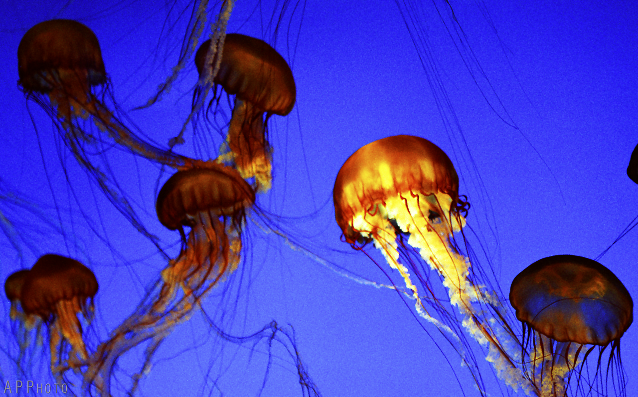 monterey Aquarium 1