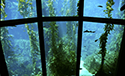 monterey4