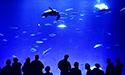 monterey5