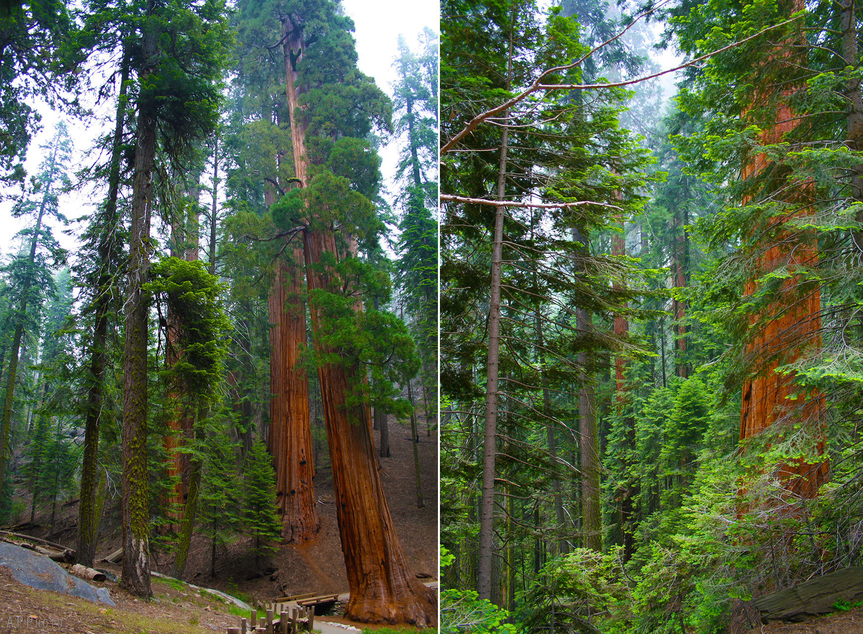 Sequoia National Park